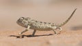 Namaqua Chameleon, Swakopmund, Namibia Royalty Free Stock Photo