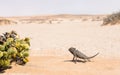 Namaqua Chameleon, Swakopmund, Namibia Royalty Free Stock Photo