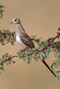 Namaqua dove