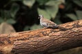 Namaqua dove