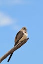 Namaqua Dove - African Wild Bird Background - Blue Skies and Peaceful Nature Royalty Free Stock Photo