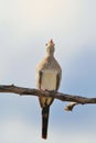 Namaqua Dove - African Wild Bird Background - Calling for Mom Royalty Free Stock Photo