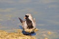 Namaqua Dove - African Wild Bird Background - Colorful Plumage Royalty Free Stock Photo