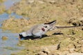 Namaqua Dove - African Wild Bird Background - Pleasure of Color Royalty Free Stock Photo