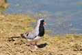 Namaqua Dove - African Wild Bird Background - Pride and Plumage Royalty Free Stock Photo