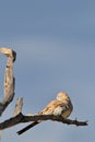 Namaqua Dove - African Wild Bird Background - Sleeping Beauty Royalty Free Stock Photo