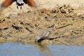 Namaqua Dove - African Wild Bird Background - Wonder of Flight and Color Royalty Free Stock Photo