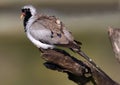 Namaqua Dove Bird Royalty Free Stock Photo