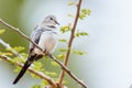 Namaqua Dove - Female Royalty Free Stock Photo