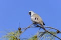 Namaqua dove, ifaty Royalty Free Stock Photo