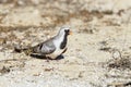 Namaqua dove, ifaty