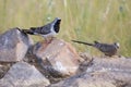 Namaqua dove male and female sitting on rocks in nature
