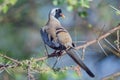 Namaqua Dove, Male Royalty Free Stock Photo