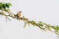 Namaqua Dove a migratory bird Royalty Free Stock Photo