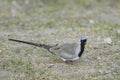 Namaqua Dove - Oena capensis