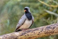 Namaqua dove, Oena capensis, grey black bird Royalty Free Stock Photo