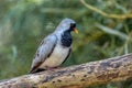Namaqua dove, Oena capensis, grey black bird Royalty Free Stock Photo