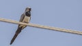 Namaqua Dove on Wire