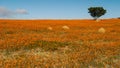 Namaqua Royalty Free Stock Photo