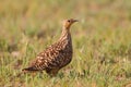 Namaqua sandgrouse