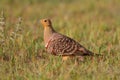 Namaqua sandgrouse