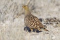 Namaqua sandgrouse