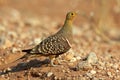 Namaqua sandgrouse, Kalahari desert Royalty Free Stock Photo