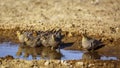 Namaqua sandgrouse in Kgalagadi transfrontier park, South Africa