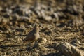 Namaqua sandgrouse in Kgalagadi transfrontier park, South Africa