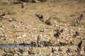 Namaqua sandgrouse in Kgalagadi transfrontier park, South Africa