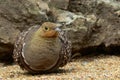 Namaqua Sandgrouse (Pterocles namaqua) Royalty Free Stock Photo