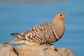 Namaqua sandgrouse