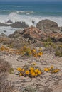 Namaqua Wildflowers 12281 Royalty Free Stock Photo