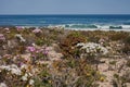 Namaqualand beach flowers 12006 Royalty Free Stock Photo