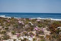 Namaqualand beach flowers 12008 Royalty Free Stock Photo