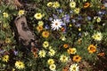 Namaqualand daisies
