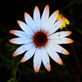 Namaqualand daisy Royalty Free Stock Photo