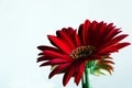 Barbeton Daisy Royalty Free Stock Photo