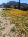 Namaqualand flowers Royalty Free Stock Photo