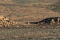 Namaqualand South Africa landscape Royalty Free Stock Photo