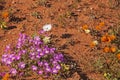 Namaqualand Spring flowers 11611 Royalty Free Stock Photo