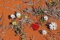 Namaqualand Spring flowers 11625 Royalty Free Stock Photo