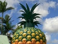 NAMBOUR, AUSTRALIA - NOVEMBER 23, 2017: close shot of the big pineapple on queensland`s sunshine coast