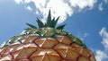 NAMBOUR, AUSTRALIA - NOVEMBER 23, 2017: a low angle close up of the big pineapple on the sunshine coast of queensland