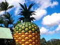 NAMBOUR, AUSTRALIA - NOVEMBER 23, 2017: shot of the big pineapple in queensland