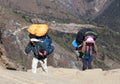 Nepalese porters carrying a havy load and a Tibetan mastiff puppy Royalty Free Stock Photo