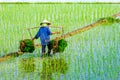 NAMDINH, VIETNAM - JULY 13, 2014 - An unidentified woman carrying rice bundles to the fields on her shoulder pole.