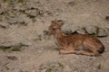 View of a young fallow deer lying next to a stone.Dama dama.