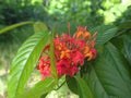 Chinese ixora or Rangan flower Royalty Free Stock Photo