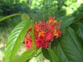 Chinese ixora or Rangan flower